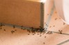 Er det haram at slå insekter i huset ihjel?